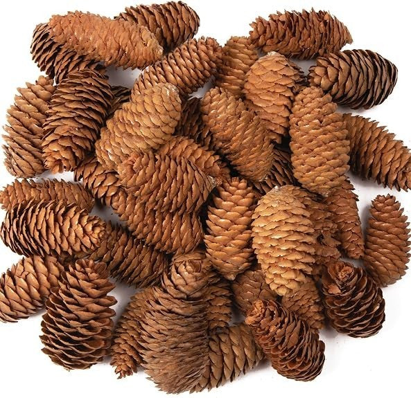 Baker Ross AF922 Long Pine Cones Value Pack Ideal Kids Arts Crafts 250g New
