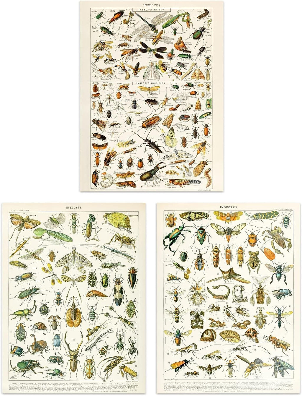 Artery8 Insects Bugs & Beetles Retro Vintage Millot 3 Pack Unframed Wall Art New