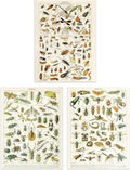 Artery8 Insects Bugs & Beetles Retro Vintage Millot 3 Pack Unframed Wall Art New