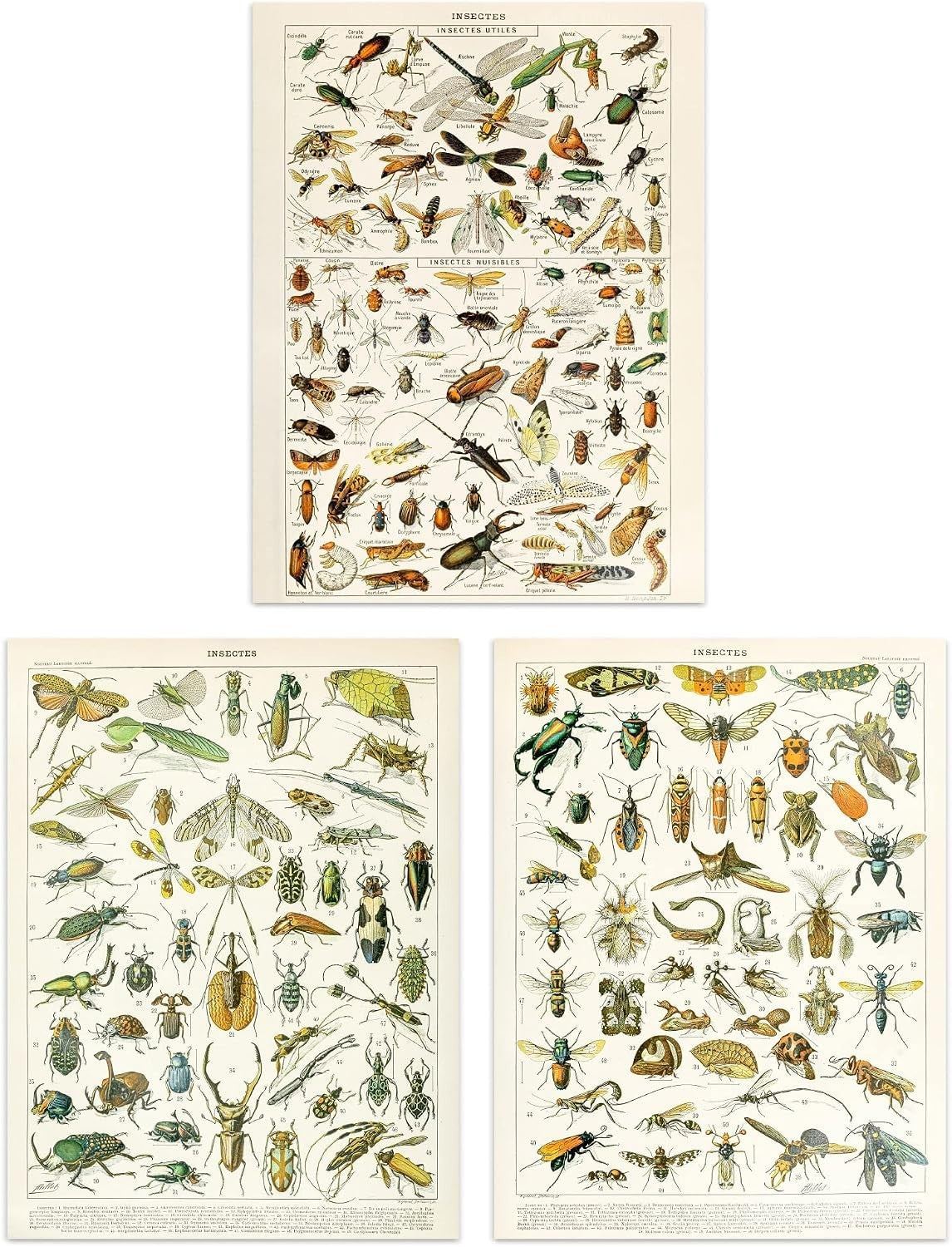 Artery8 Insects Bugs & Beetles Retro Vintage Millot 3 Pack Unframed Wall Art New