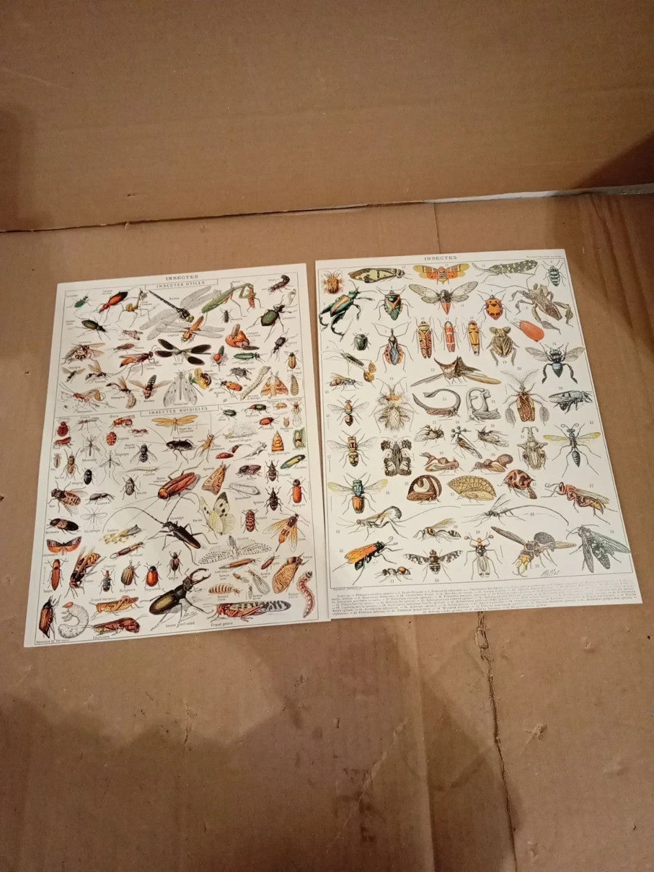 Artery8 Insects Bugs & Beetles Retro Vintage Millot 3 Pack Unframed Wall Art New