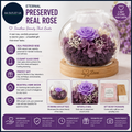Eternal Preserved Real Rose Glass Dome Gift Mothers Day Valentine Christmas
