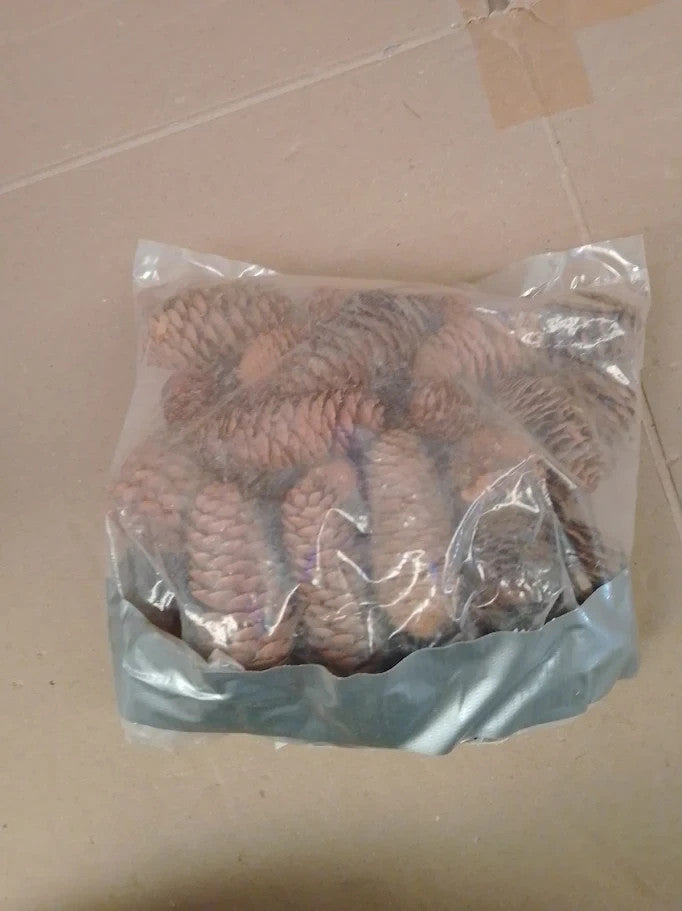 Baker Ross AF922 Long Pine Cones Value Pack Ideal Kids Arts Crafts 250g New