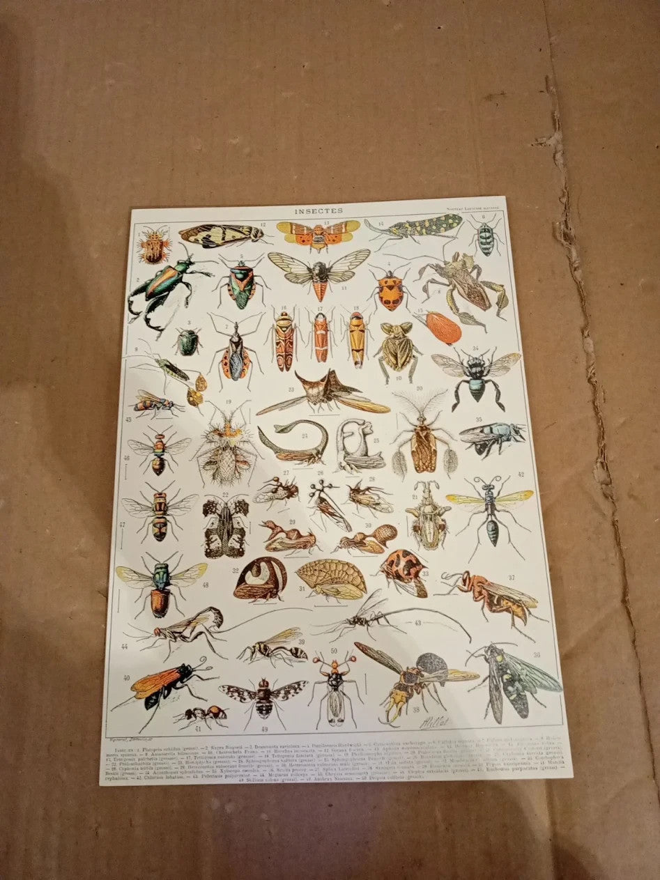 Artery8 Insects Bugs & Beetles Retro Vintage Millot 3 Pack Unframed Wall Art New