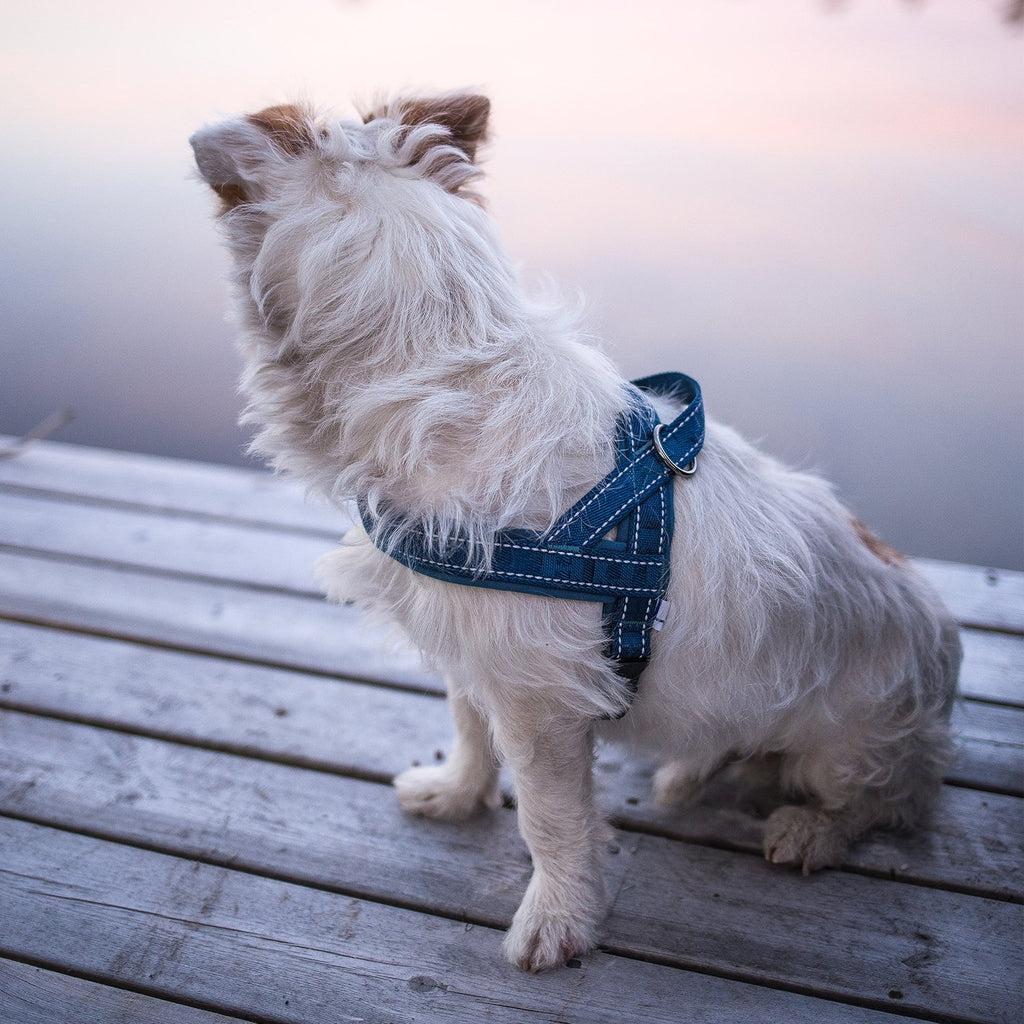 Hurtta Casual Padded Dog Harness, Lingon, 14 in
